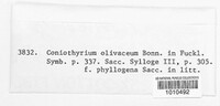 Coniothyrium olivaceum image